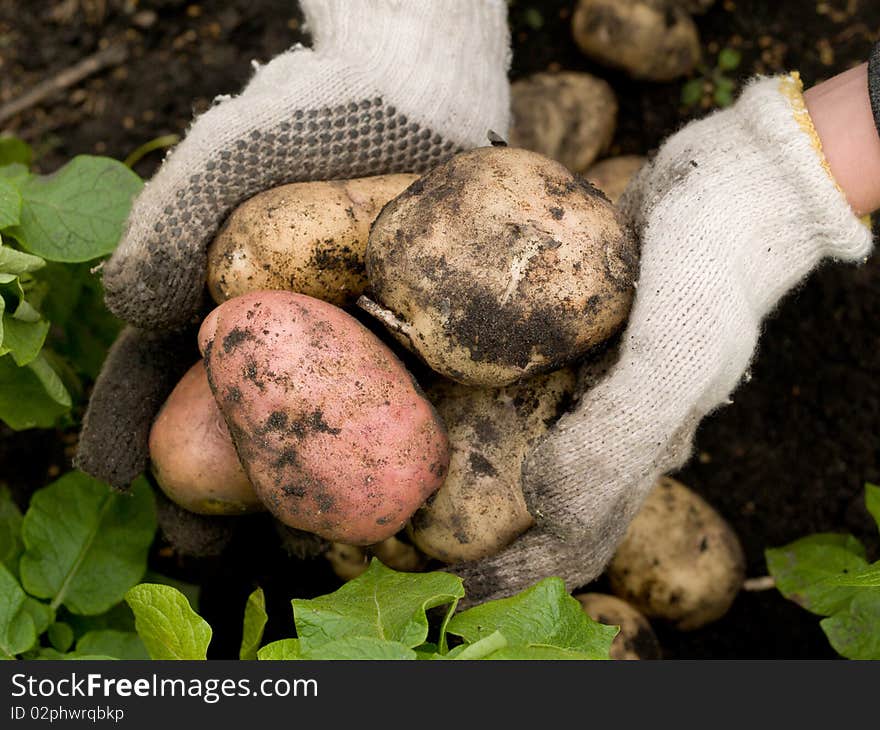 Freshly potatoes in the hands of a man