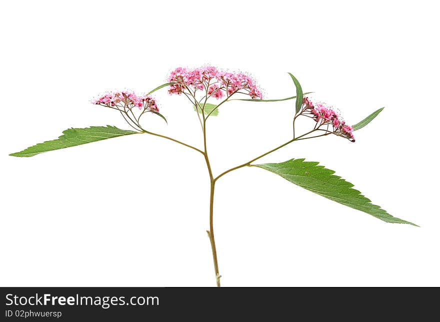 Meadowsweet isolated on white background