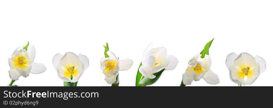 White tulips against white background