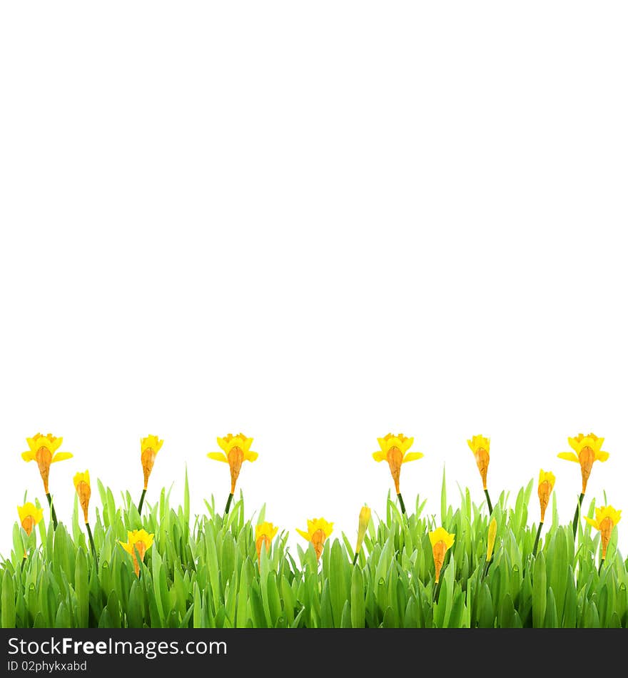 Spring Grass With Daffodils