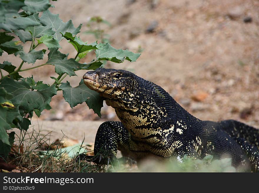 Komodo Dragon