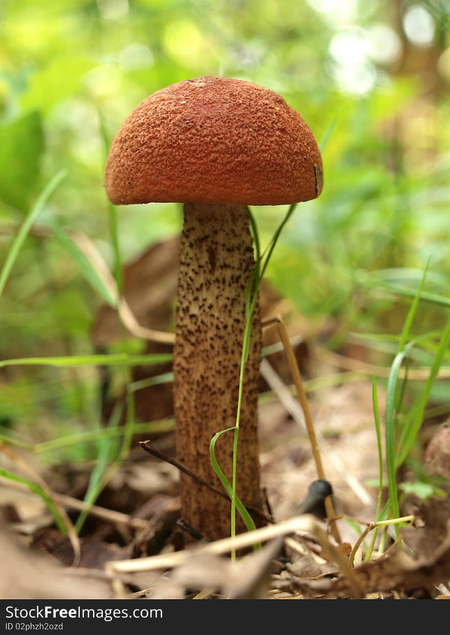 Mushroom with red hat