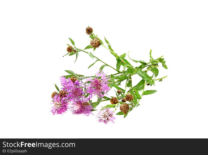 Centaurea jacea L isolated on white background. Centaurea jacea L isolated on white background