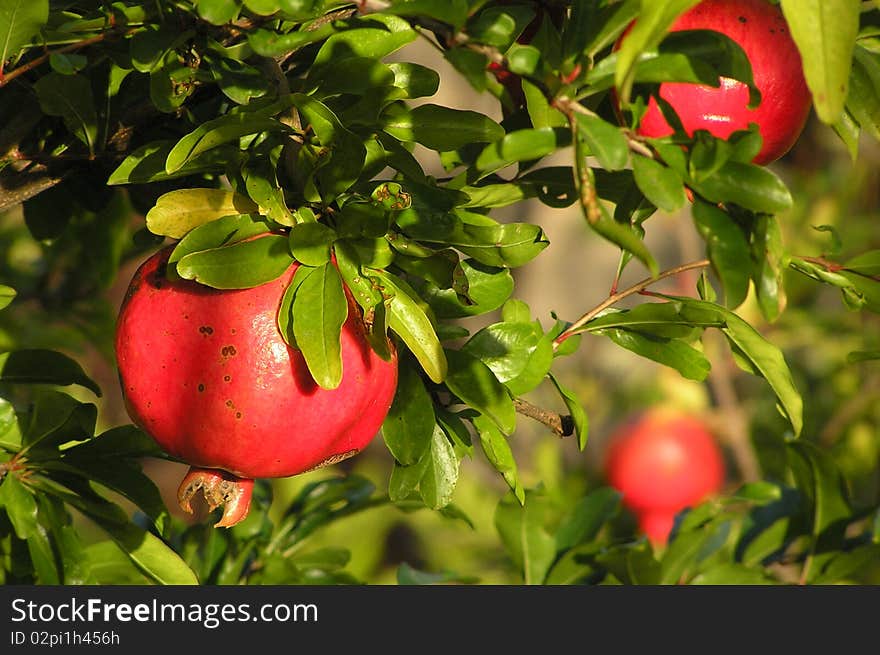 Pomegranate