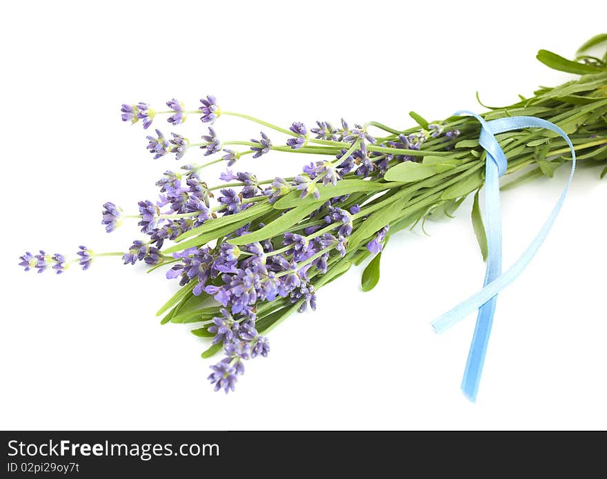 Lavender on a white background