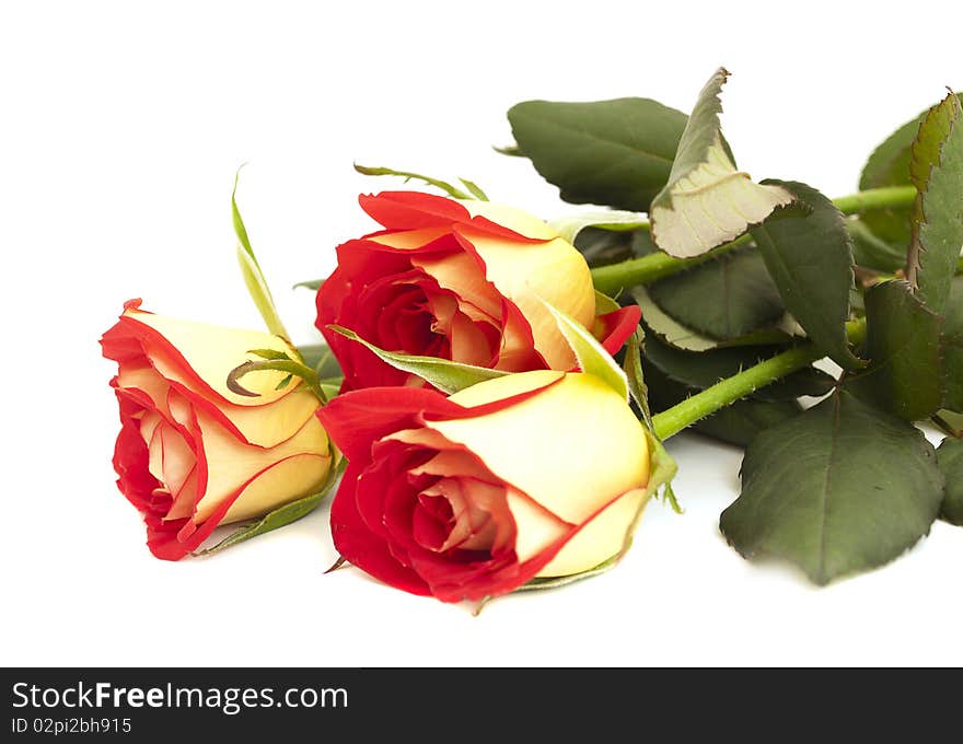 Three roses on a white background