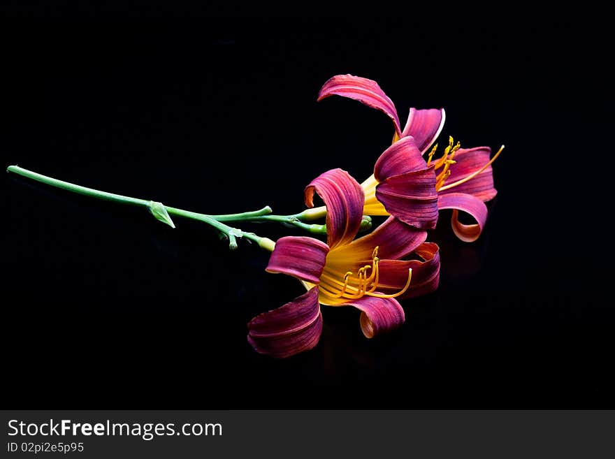 Lilies On Black.