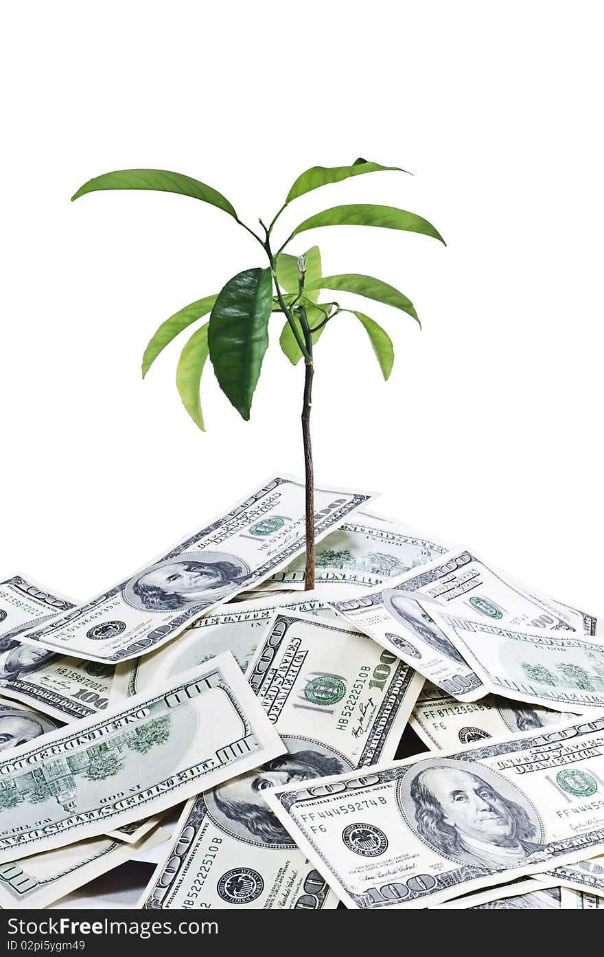 Tree Growing On Dollar Soil