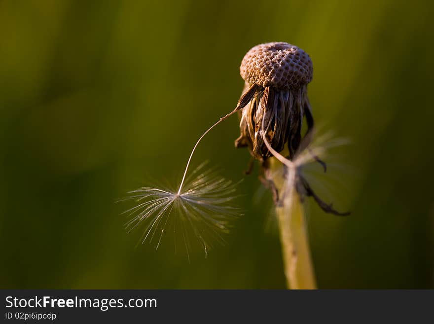 Dandelion closeup