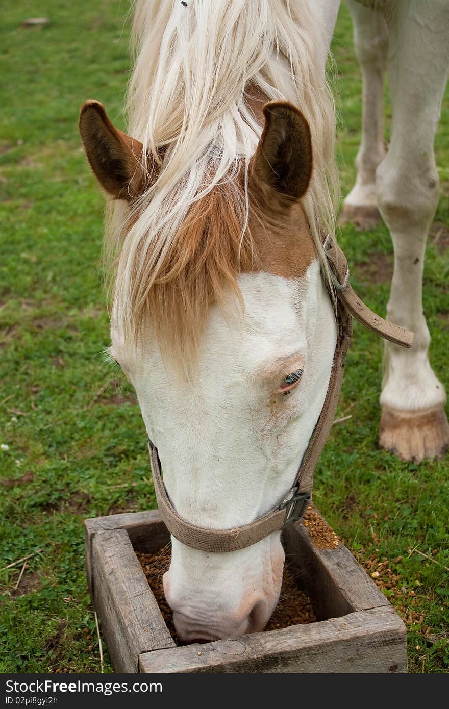 The head of a paint horse while she is eating. The head of a paint horse while she is eating.