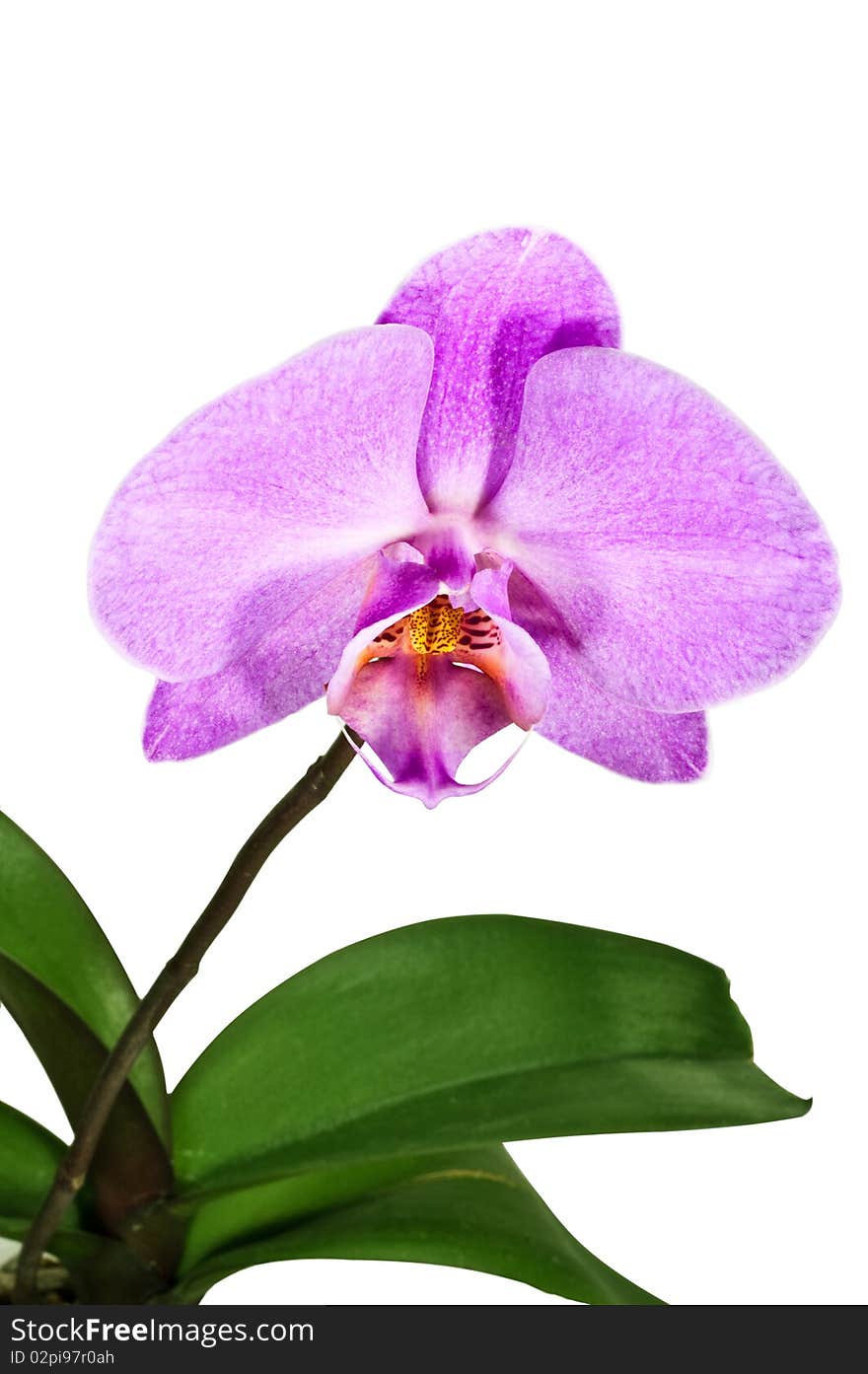 Purple orchid