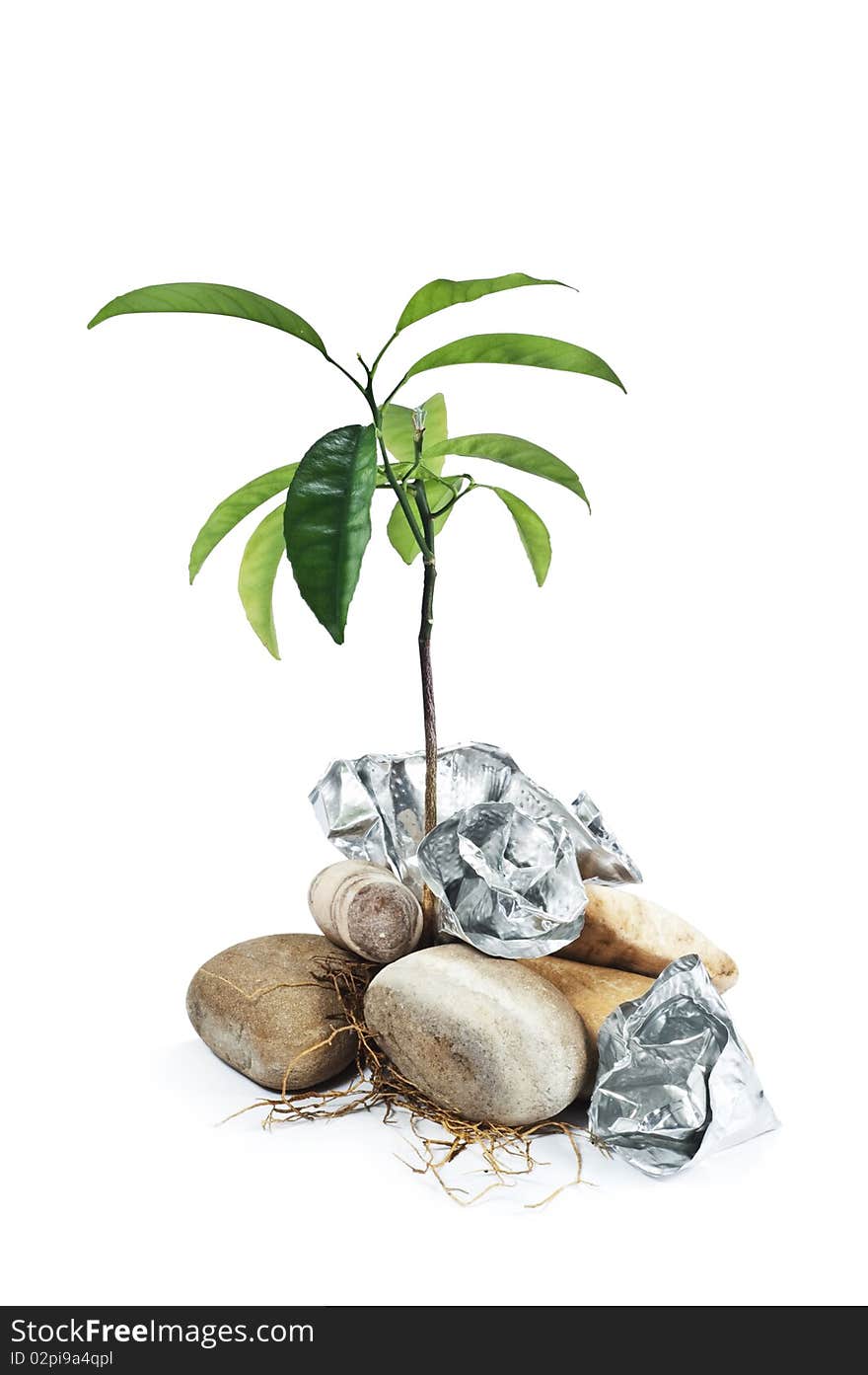 Ecology iron stone sprout environment roots. Ecology iron stone sprout environment roots