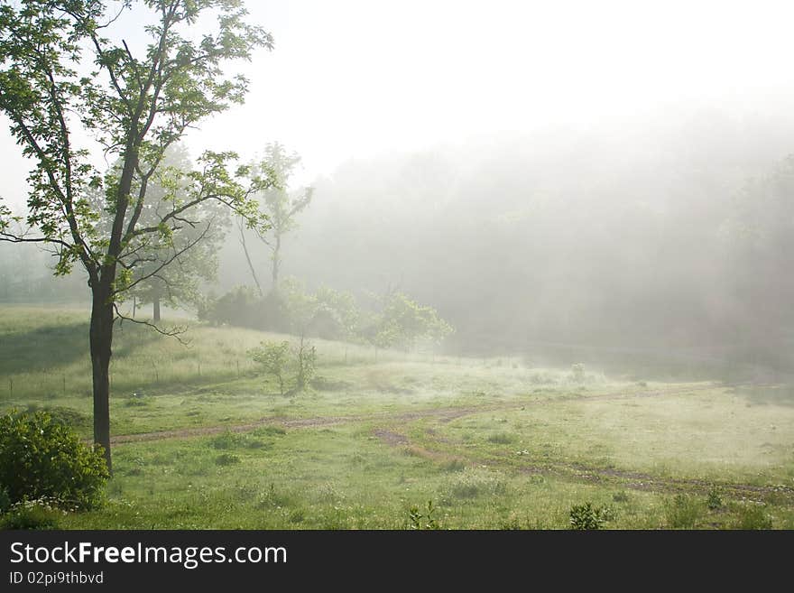 Foggy Morning