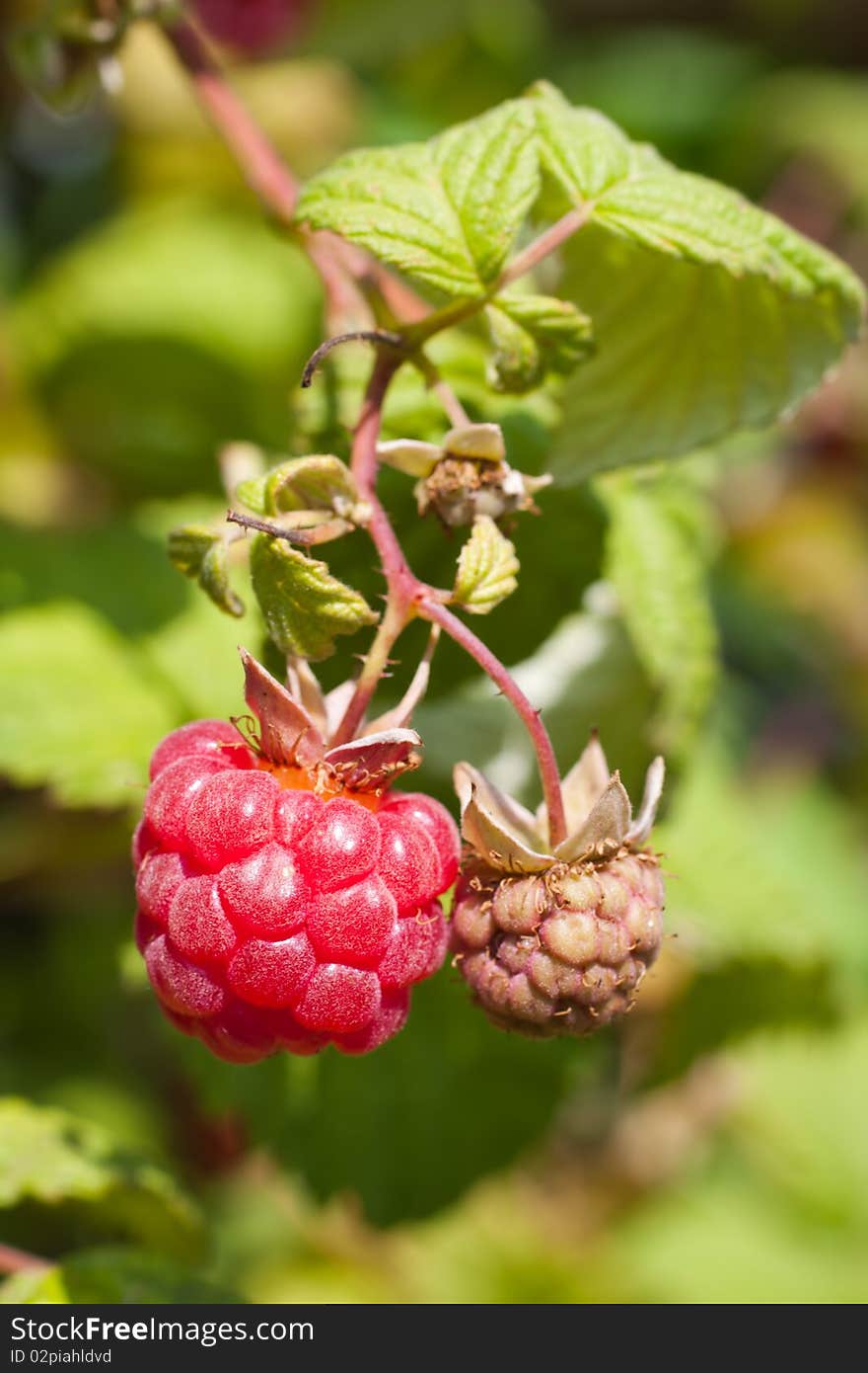 Branch of raspberries