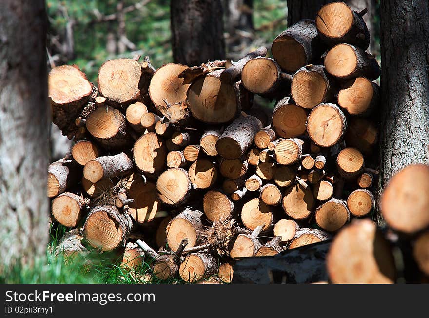 Trunk, after being cut, stacked in the forest. Trunk, after being cut, stacked in the forest