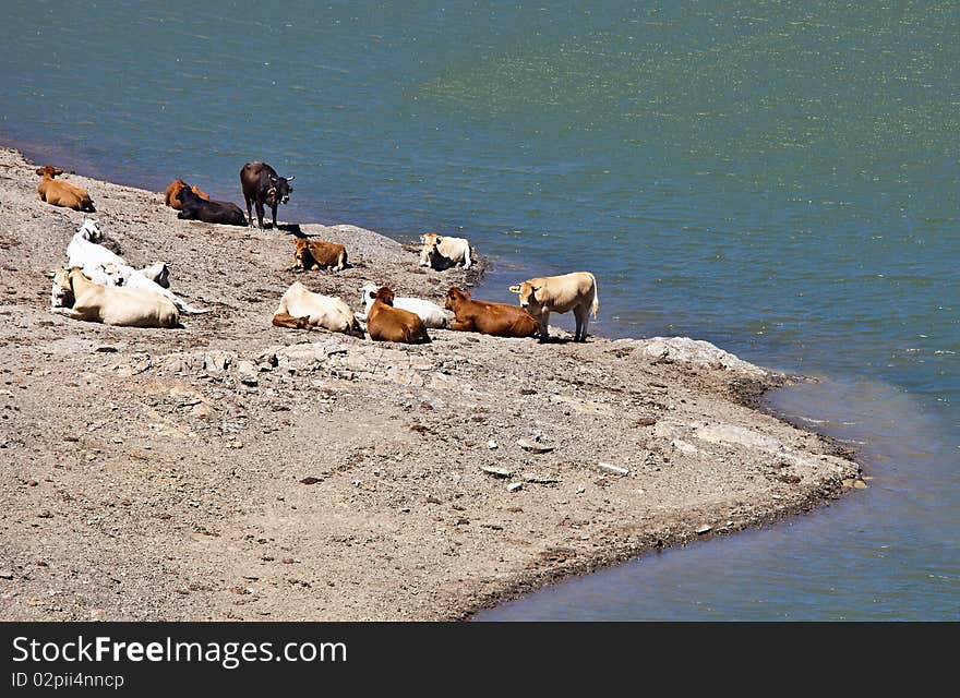 Cows Watering