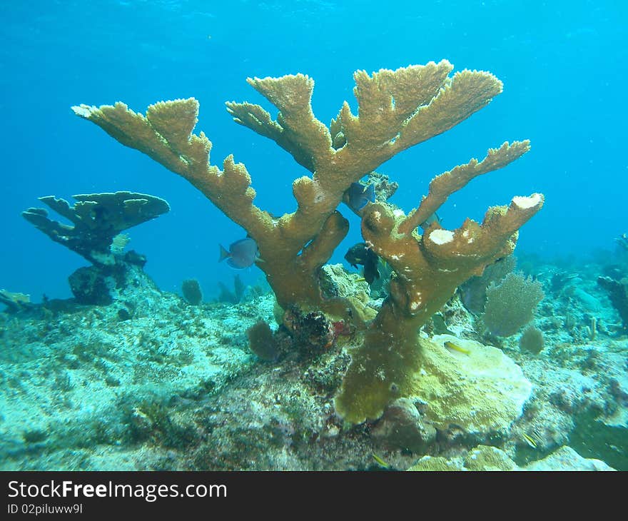 Elkhorn coral