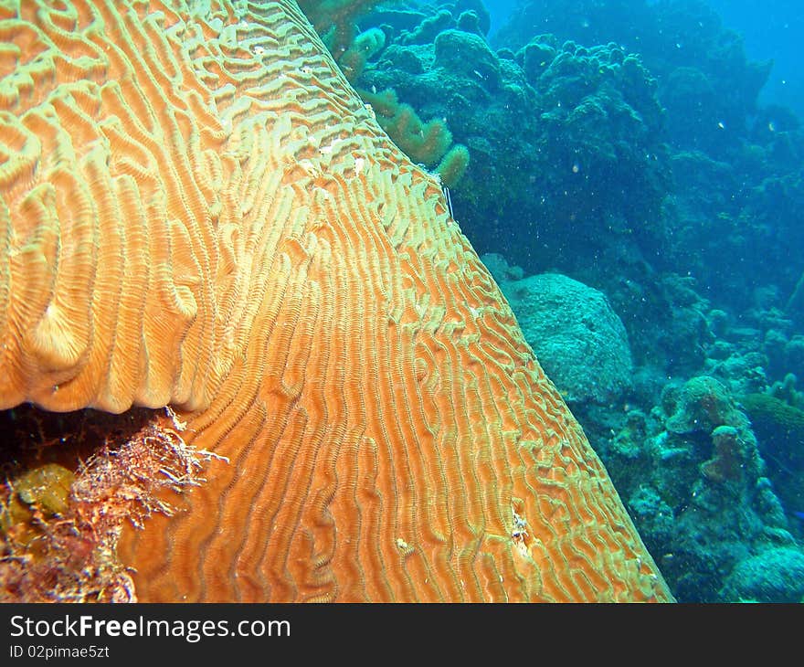 Brain coral detail IV