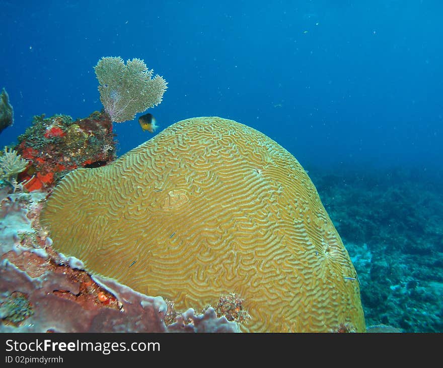 Healthy reef in chinchorro banks. Healthy reef in chinchorro banks