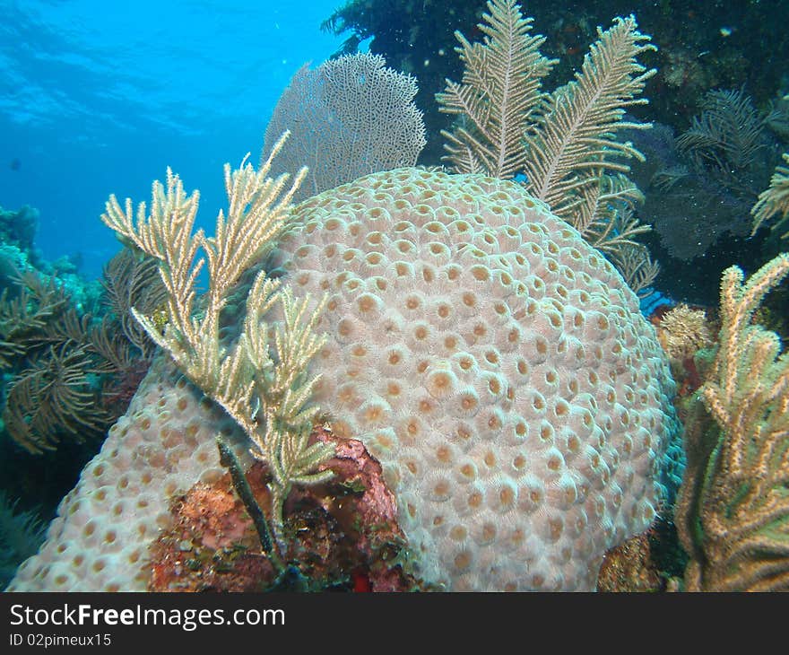 Healthy reef in chinchorro bank