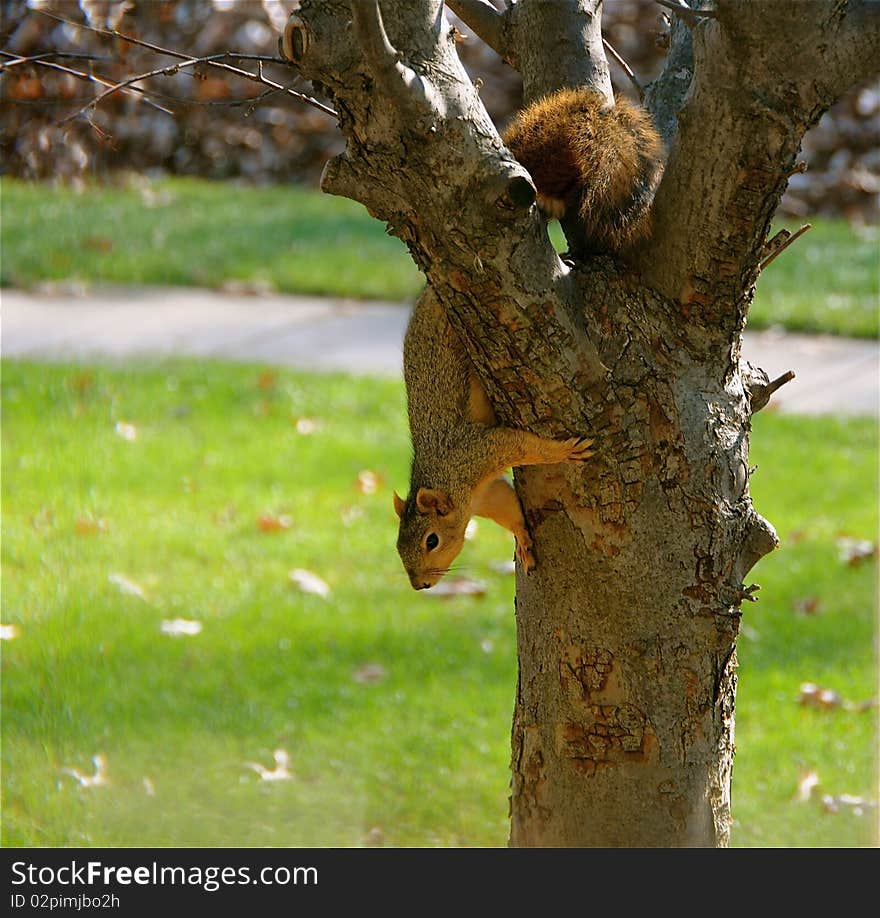 Cute squirrel climbing out of a tree.