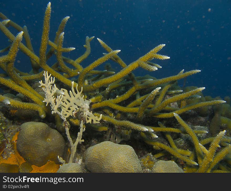 Healthy reef in chinchorro bank. Healthy reef in chinchorro bank