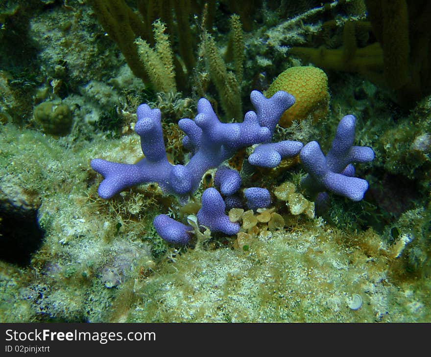 Purple porites