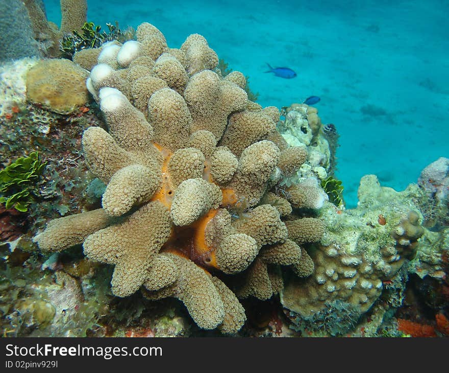 Healthy reef in chinchorro bank. Healthy reef in chinchorro bank