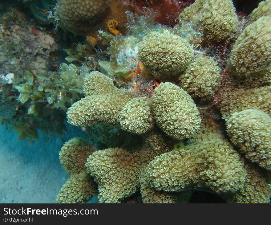 Healthy reef in chinchorro bank. Healthy reef in chinchorro bank