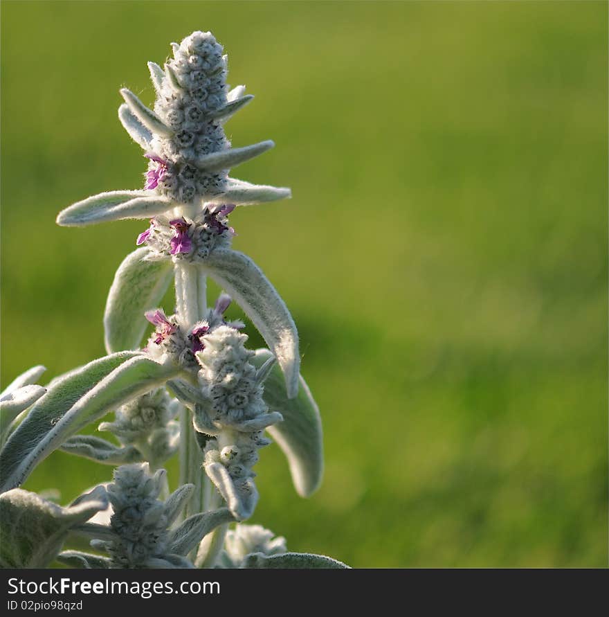 Beautiful lambs ear in full bloom in spring.