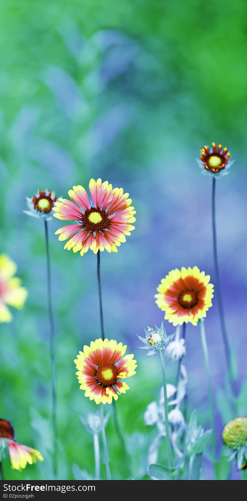 Close up with colorful flowers