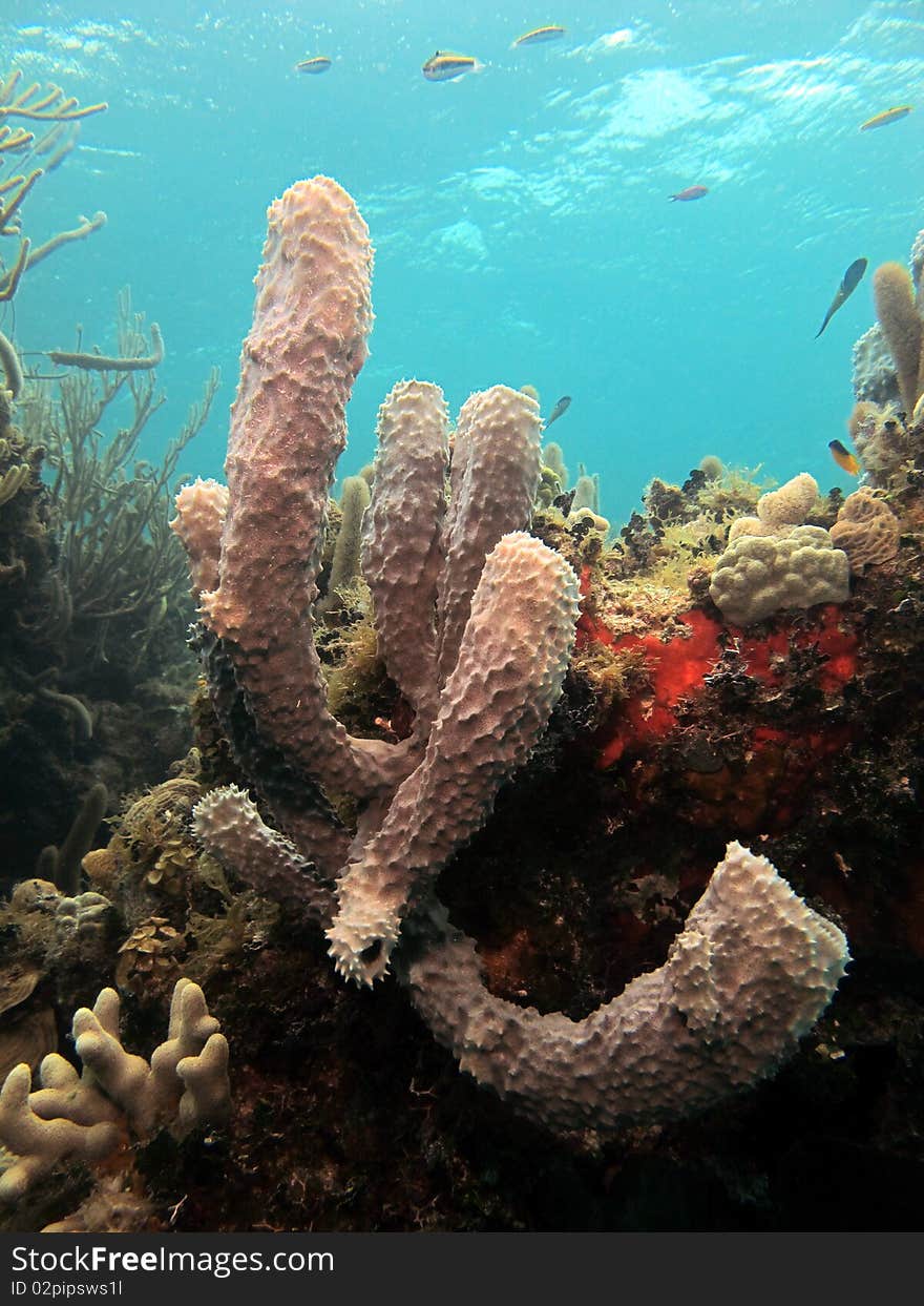 Reef of chinchorro banks mexico. Reef of chinchorro banks mexico