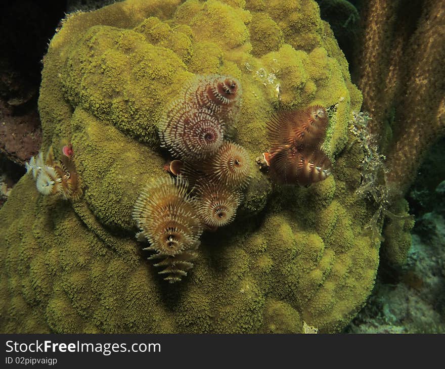 Christmas tree worms