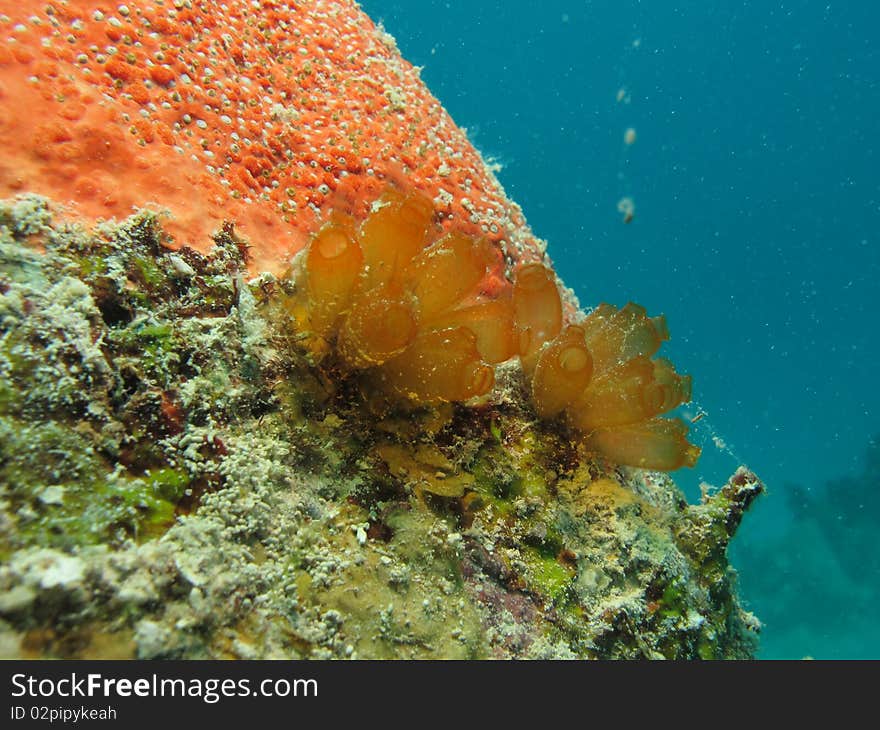 Reef of chinchorro banks mexico. Reef of chinchorro banks mexico