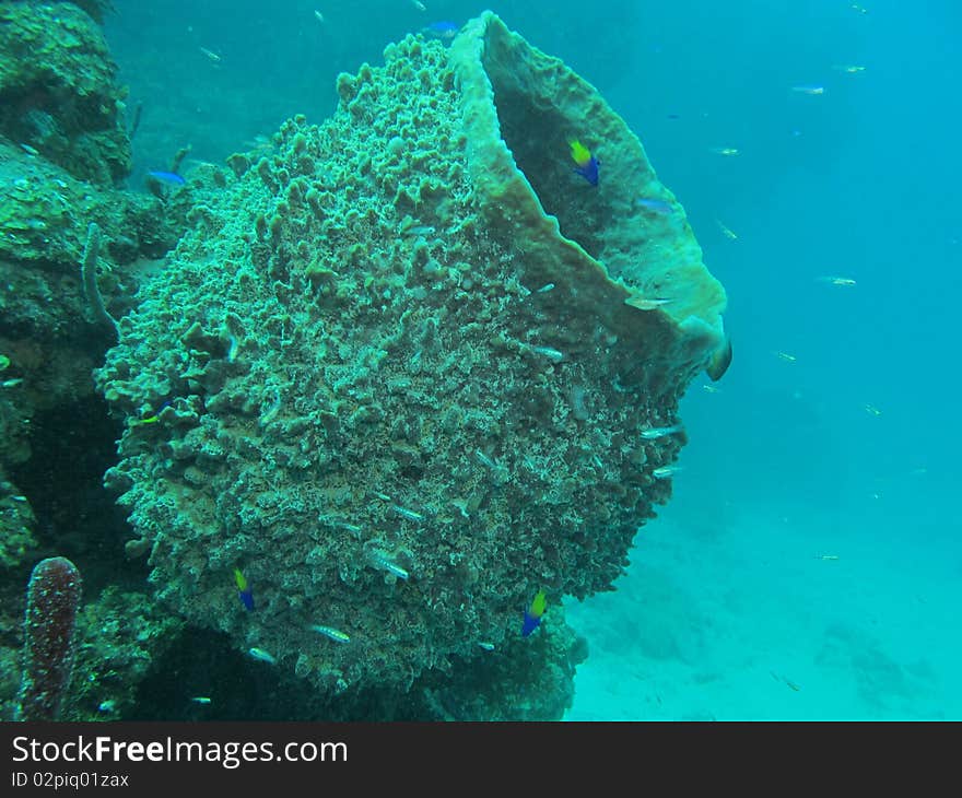 Reef of chinchorro banks mexico. Reef of chinchorro banks mexico