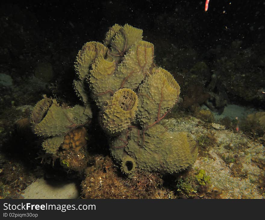 Reef of chinchorro banks mexico. Reef of chinchorro banks mexico