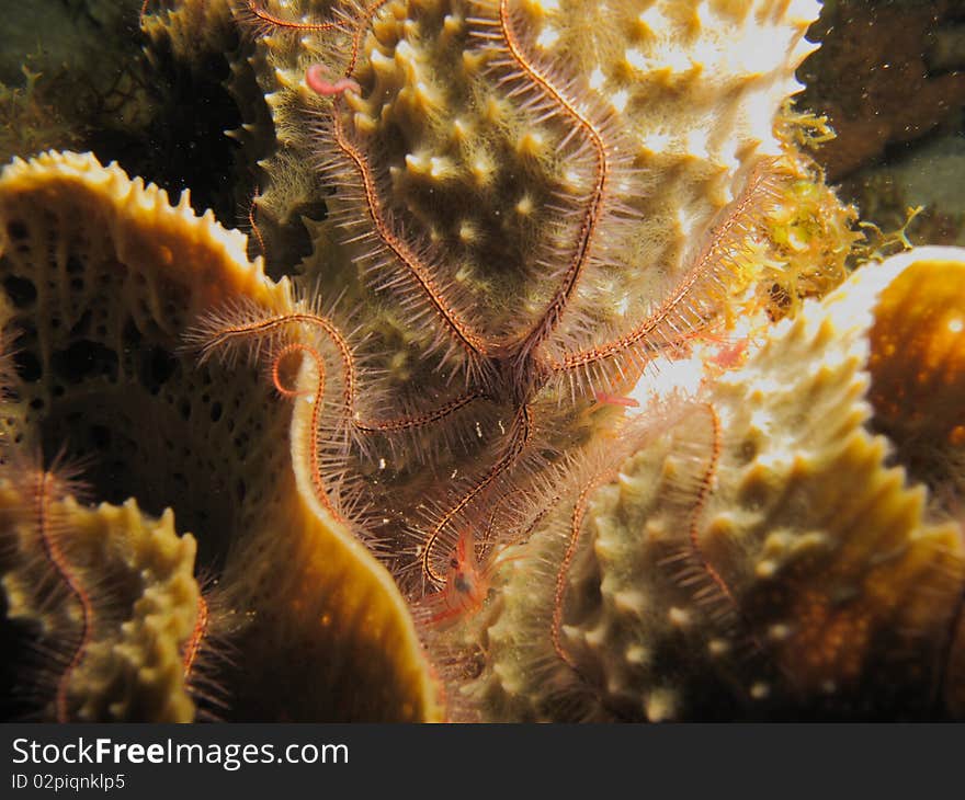 Reef of chinchorro banks mexico. Reef of chinchorro banks mexico