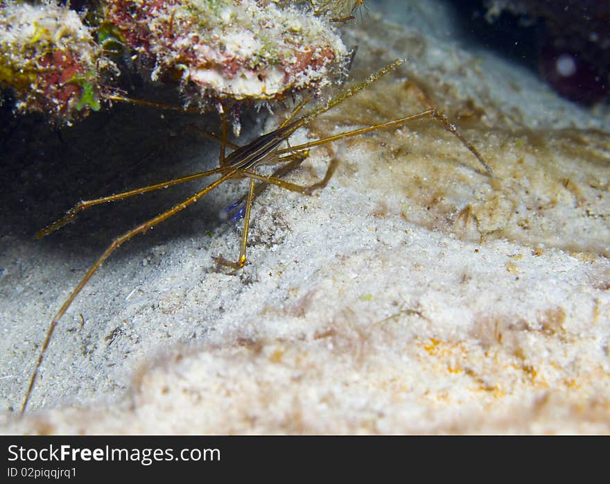 Spider crab