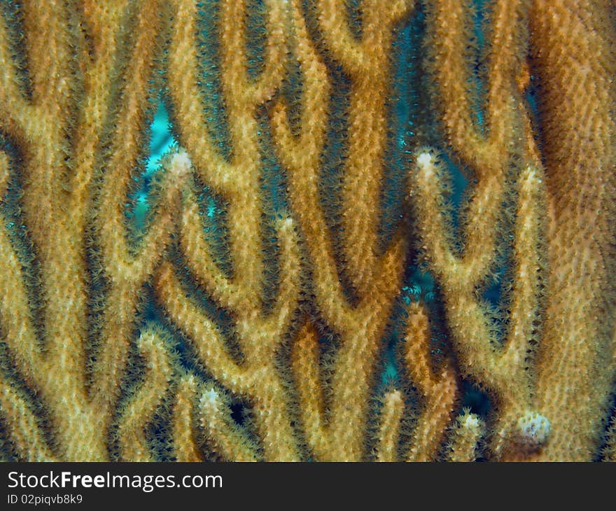 Reef of chinchorro banks mexico. Reef of chinchorro banks mexico