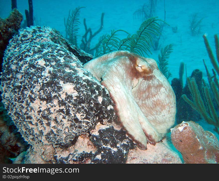 Reef of chinchorro banks mexico. Reef of chinchorro banks mexico