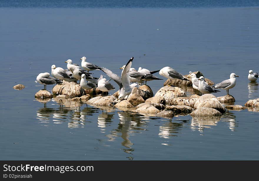 Seagulls on the Rocks