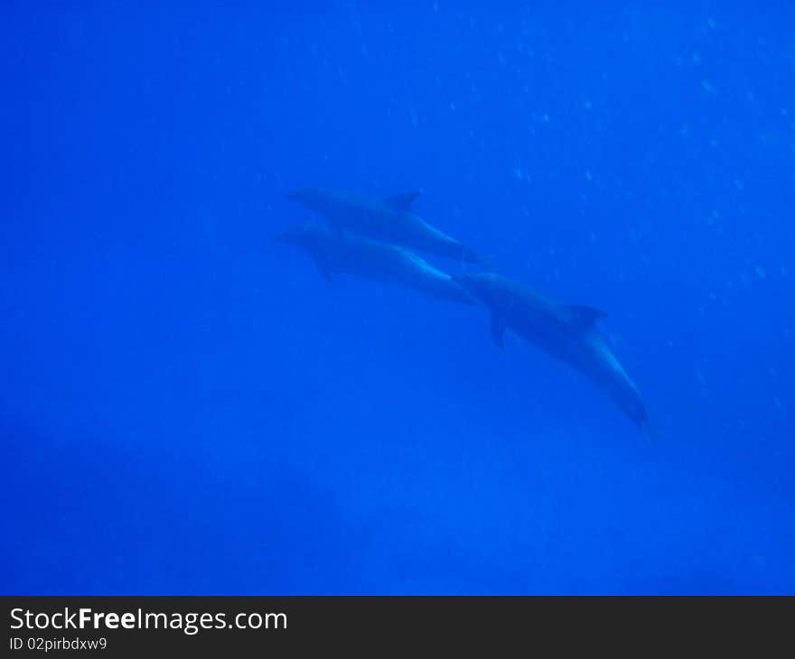 Reef of chinchorro banks, mexico. Reef of chinchorro banks, mexico