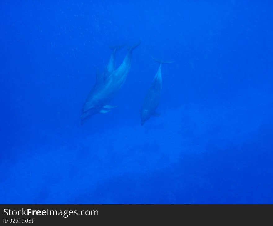 Dolphins