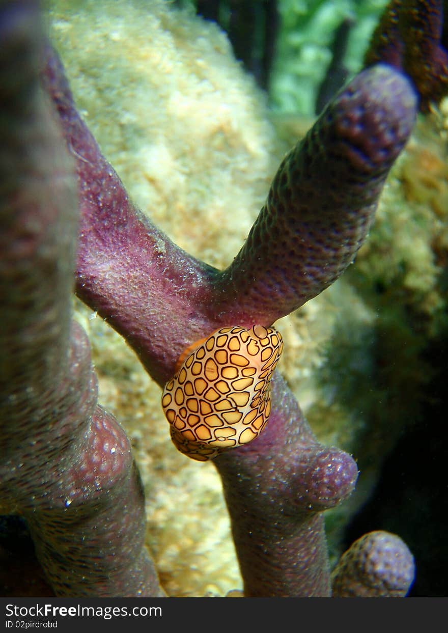 Flamingo Tongue