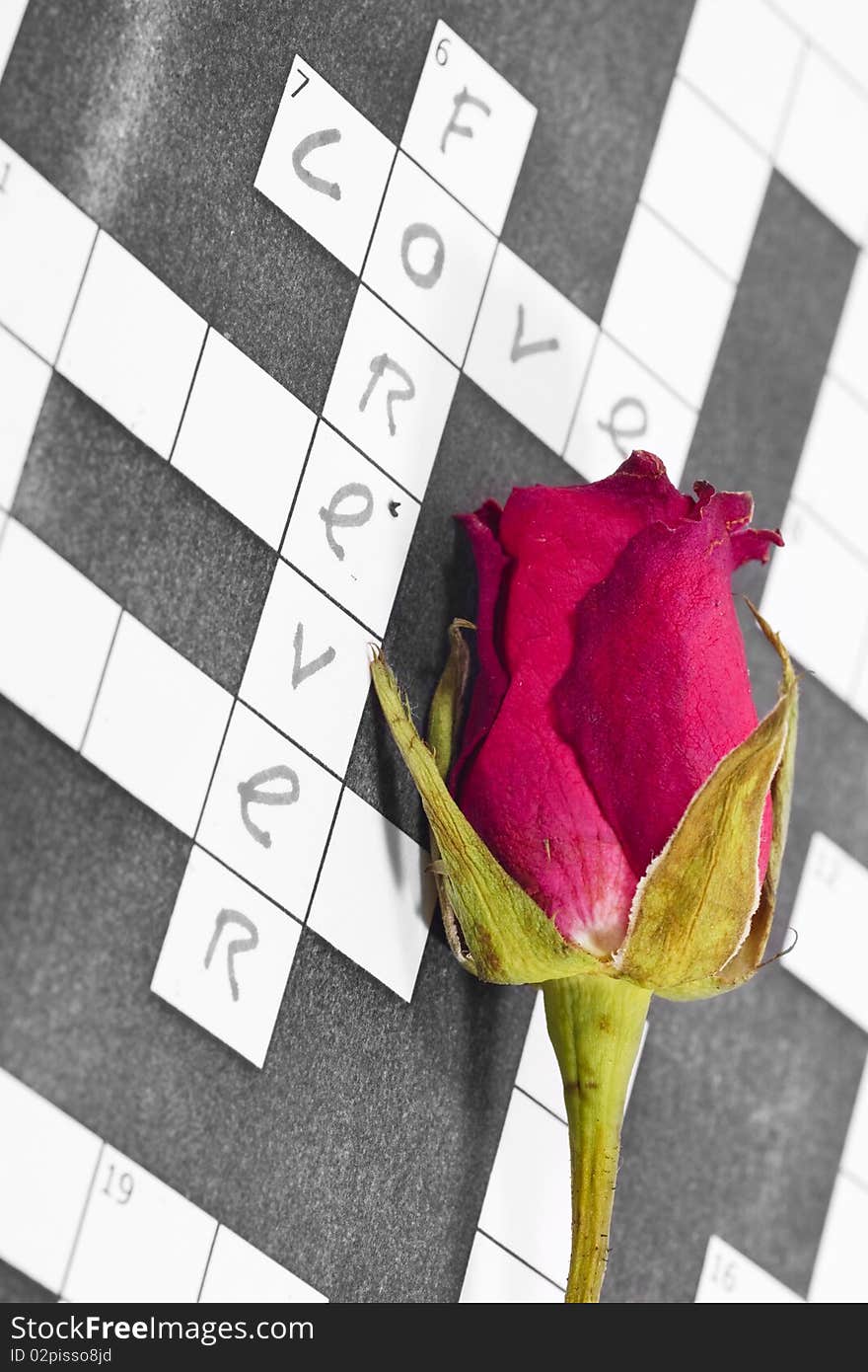 Dry pink red rose on a crossword paper