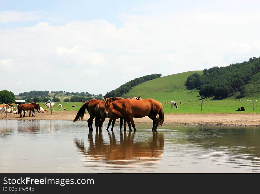 Rangeland