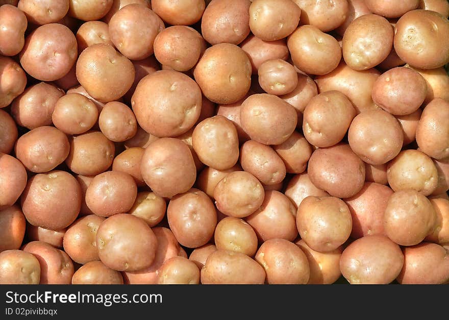 Potato tubers of a new crop