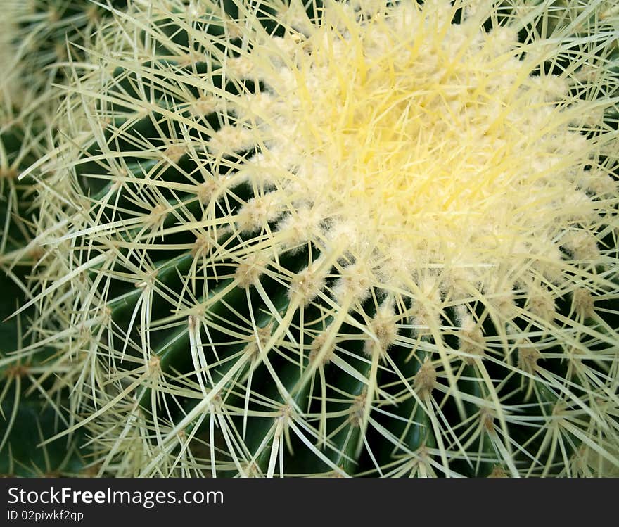 Beautiful green cactus with sharp spines