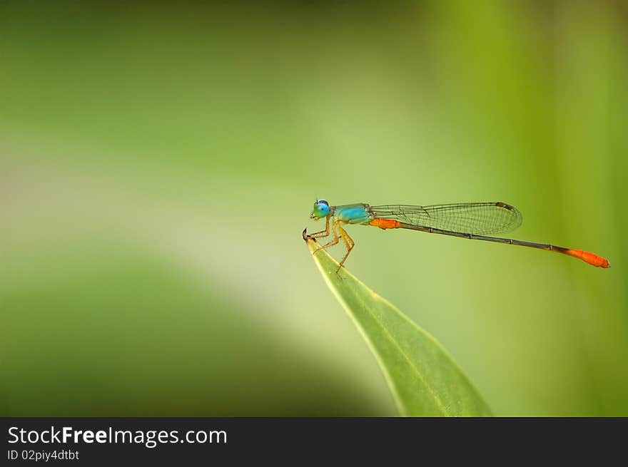 Damselfly On Leaf