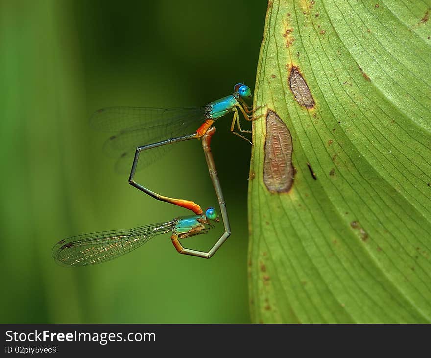 Couple of damselflies in mating. Couple of damselflies in mating